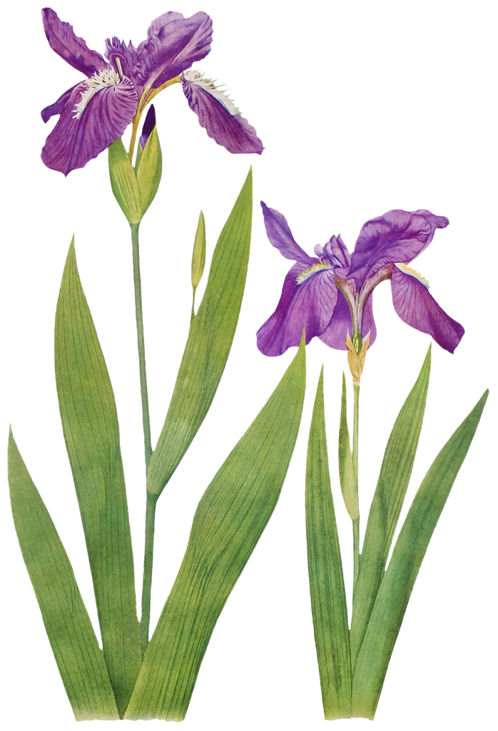 Flowers 2