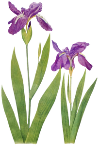 Flowers 2